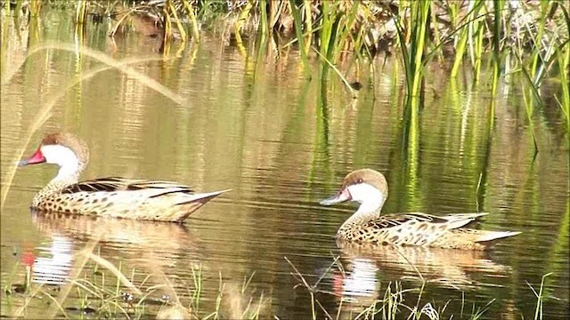 White-cheeked Pintail - ML201632711