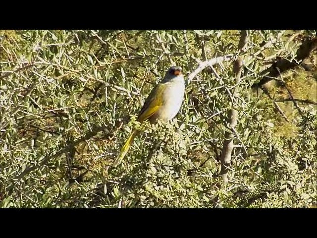 Great Pampa-Finch - ML201632961