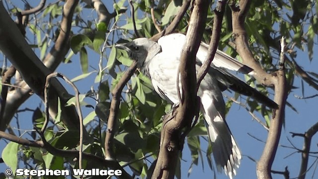 Black-faced Cuckooshrike - ML201633181