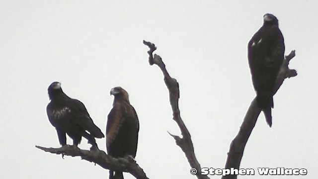 Wedge-tailed Eagle - ML201633211