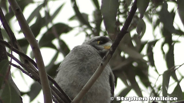 Weißstirn-Schwatzvogel - ML201633251