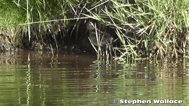 Latham's Snipe - ML201633281