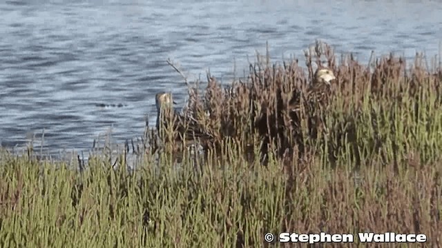 Sharp-tailed Sandpiper - ML201633301