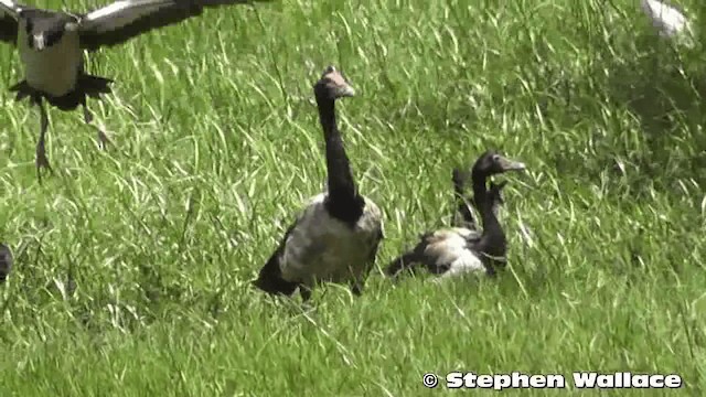 Magpie Goose - ML201633341