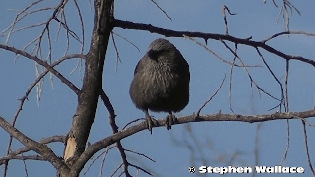 Apostlebird - ML201633371