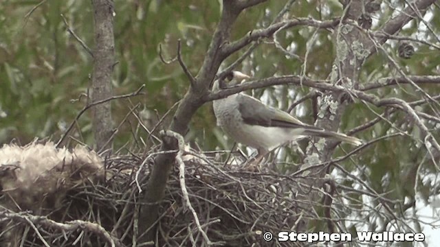 Noisy Miner - ML201633391