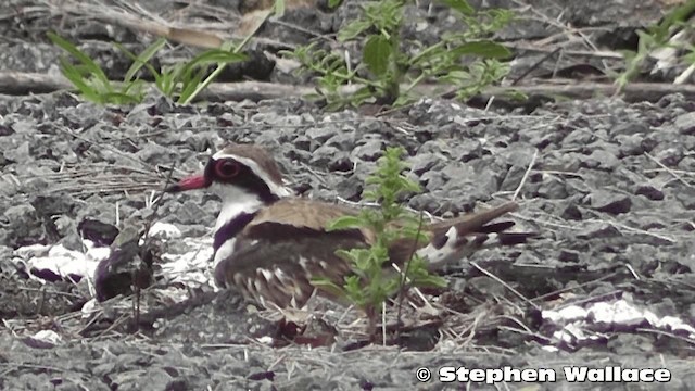 Black-fronted Dotterel - ML201633411