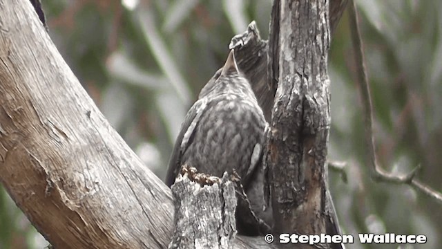 Dusky Woodswallow - ML201633421