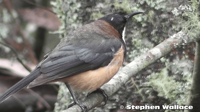 Eastern Spinebill - ML201633451