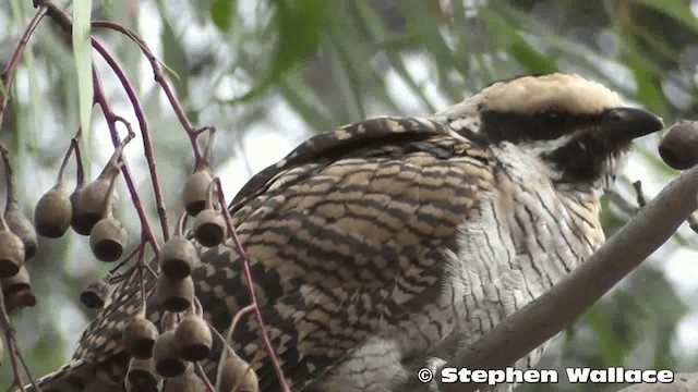 Тихоокеанский коэль (cyanocephalus/subcyanocephalus) - ML201633471