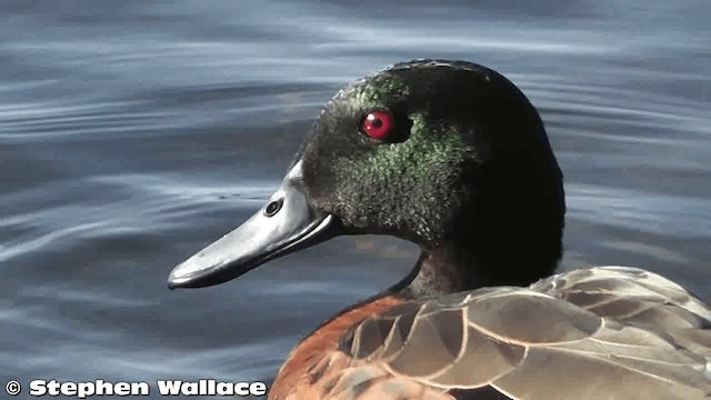 Chestnut Teal - ML201633491