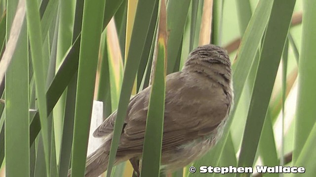 Australian Reed Warbler - ML201633511