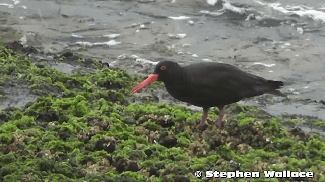 Sooty Oystercatcher - ML201633521