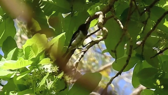 Black-breasted Myzomela - ML201633541