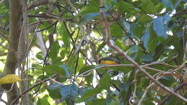 Rusty-breasted Whistler (Rusty-breasted) - ML201633561