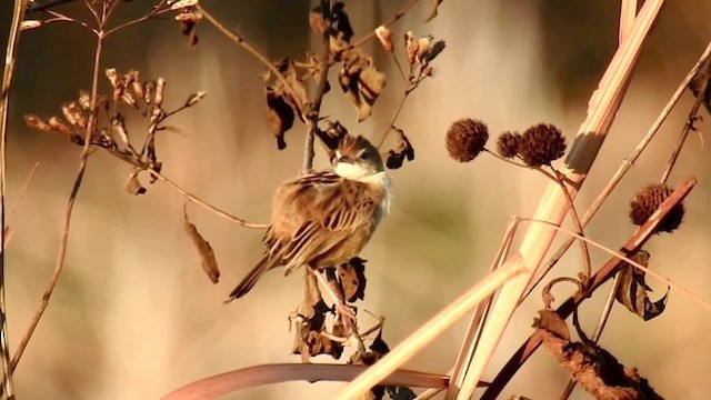 Zitting Cisticola (Double Zitting) - ML201633601