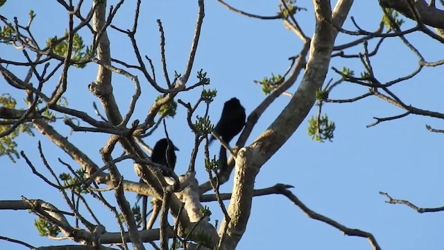 Drongo de Wallacea (sumbae) - ML201633611