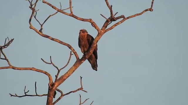 Black Kite (Black) - ML201633621