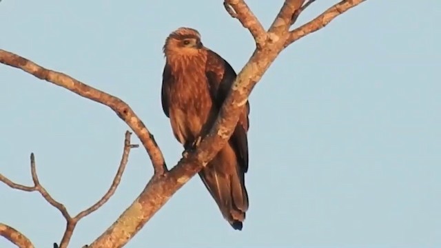 Black Kite (Black) - ML201633631