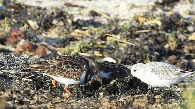 Ruddy Turnstone - ML201633701