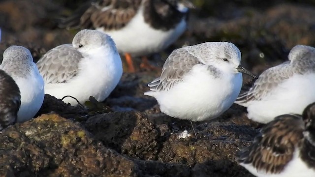 Sanderling - ML201633711