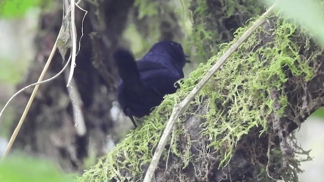 Tatamátapaculo - ML201633721