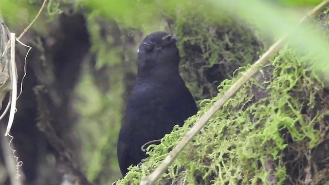 Tatama Tapaculo - ML201633731