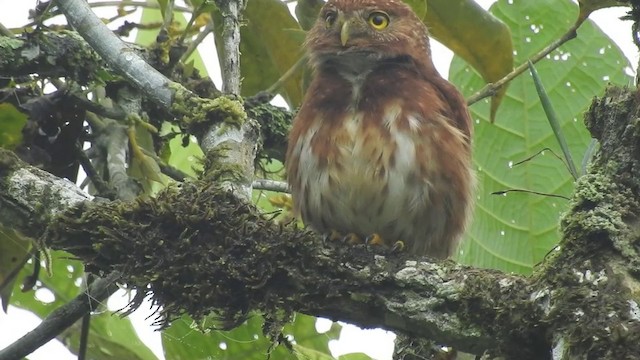 Ekvador Serçe Baykuşu - ML201633751
