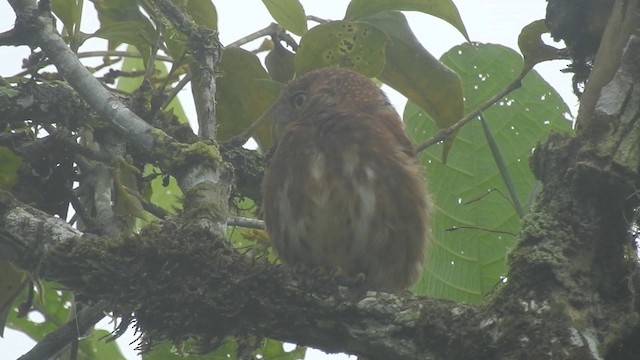 Cloud-forest Pygmy-Owl - ML201633761