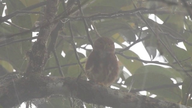 Cloud-forest Pygmy-Owl - ML201633771