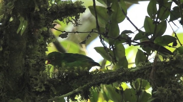 Clorofonia Acollarada - ML201633781