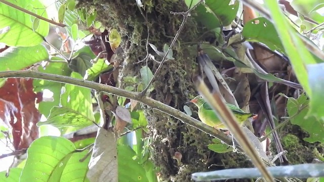 Yellow-collared Chlorophonia - ML201633791