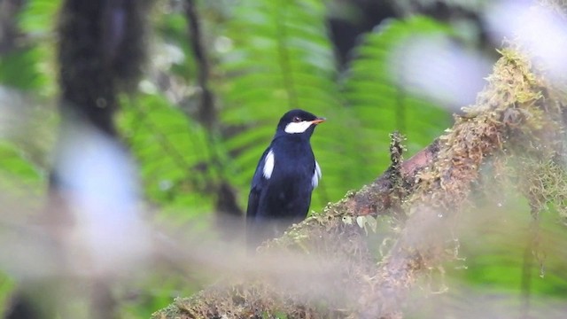 クロヒトリツグミ - ML201633811