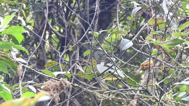 Chestnut-breasted Chlorophonia - ML201633821