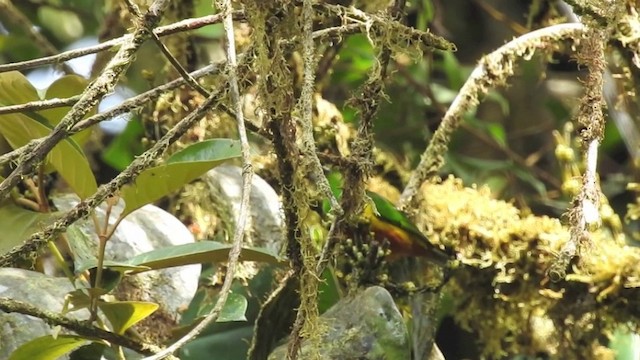 Clorofonia Pechicastaña - ML201633831