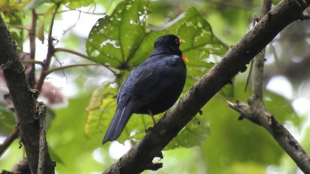 Pale-eyed Thrush - ML201633841