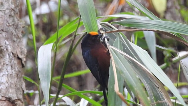 ズキンコウカンチョウ - ML201633851