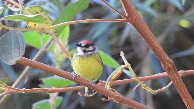 Rufous-crowned Tody-Flycatcher - ML201633861