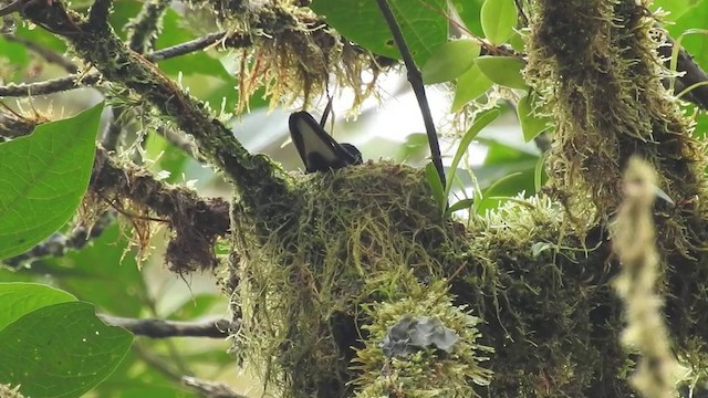 Velvet-purple Coronet - ML201633891