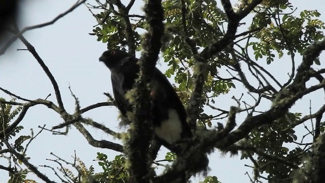 Weißbürzelbussard - ML201633901