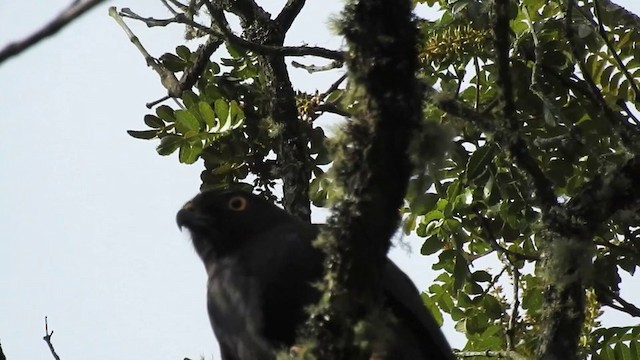 White-rumped Hawk - ML201633911