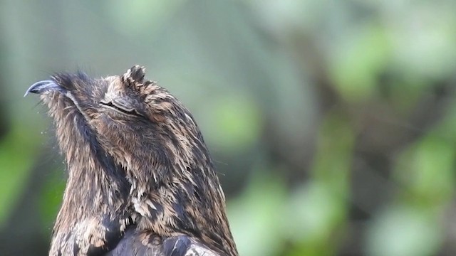 ヨタカの剥製 ハイイロタチヨタカ - eBird