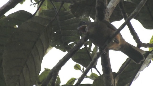 Ochre-breasted Tanager - ML201633951