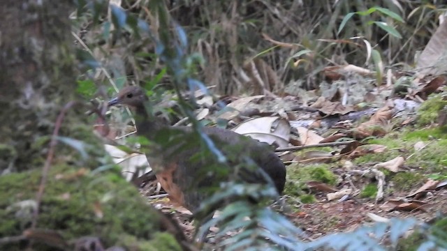 Tawny-breasted Tinamou - ML201633981