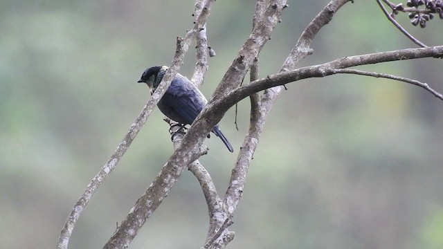 Calliste à calotte noire - ML201634031