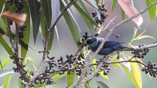 Kara Takkeli Tangara - ML201634041