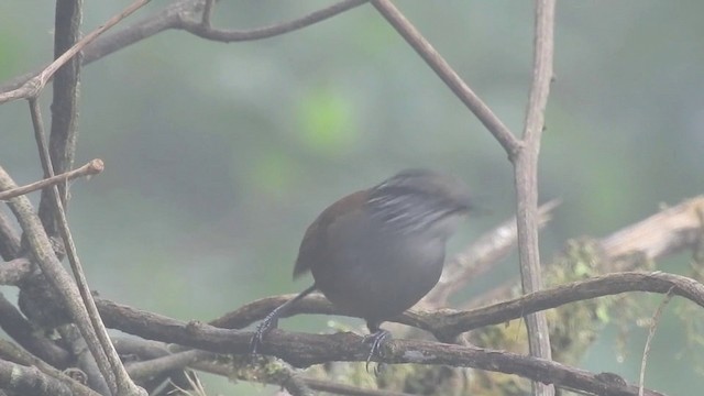 Gray-breasted Wood-Wren (Choco) - ML201634051