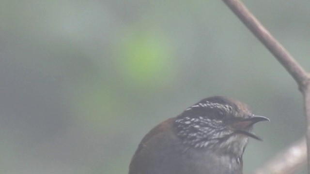 Cucarachero Pechigrís (brunneiceps) - ML201634061