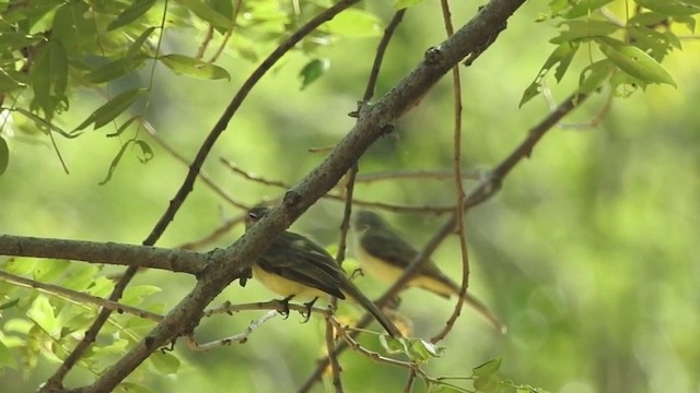 Mosquerito Cabecigrís - ML201634111