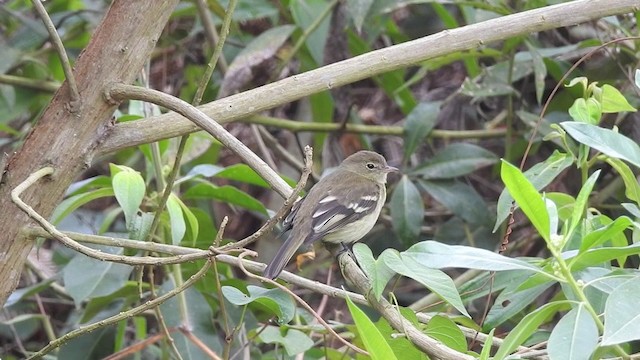 Élénie montagnarde - ML201634121